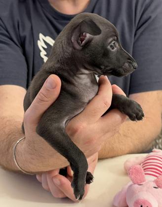 גורה גזעית של גרייהאונד איטלקי,