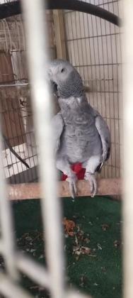 זוג ג'קו הנקבה אצלי מלפני