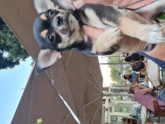 גורי ציוואווה בני חודשיים וחצי