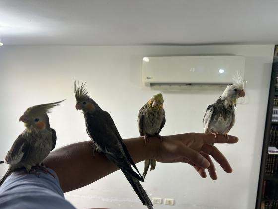 האכלת יד רמה לא נושכים