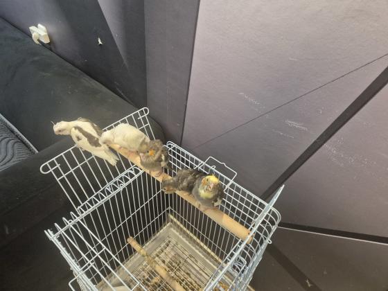 קוקטיילים למכירה האכלת יד ברמה