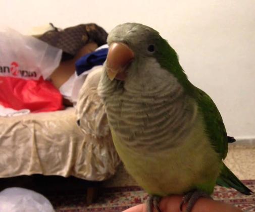 תוכי קוואקר מדבר ברמה גבוהה