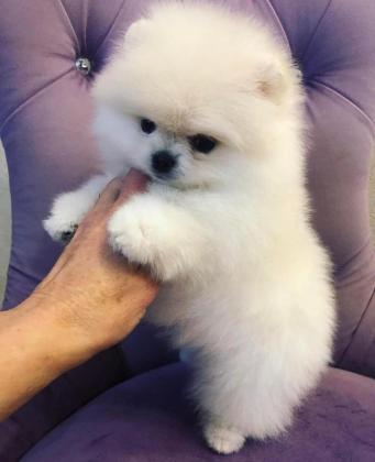 גורי פומרניאן לאימוץ.