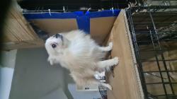 כלבת פומרניאן מהממת בצבעים יפים