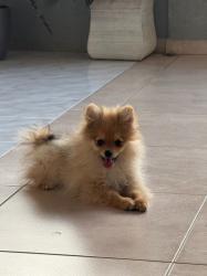 פומרניאן בן 4 חודשים לאחר חיסון ראשון