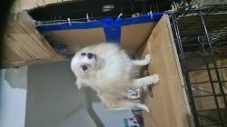 כלבת פומרניאן מהממת בצבעים יפים