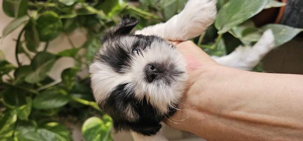 מוכנים למסירה בסוף החודש עם פנקס מסודר