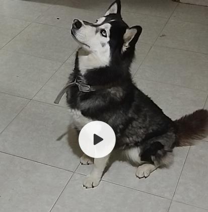 גורי אסקי מלמוט הגורים יהיו