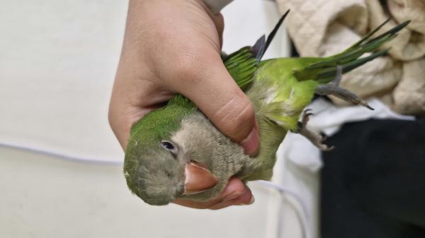 תוכי קווקאר ירוק בן 4