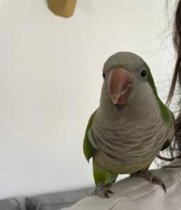 תוכי קווקאר האכלת יד סקרן וחכם לא נושך