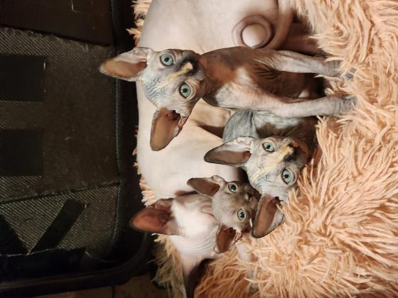 3 גורות צבע עוגת שיש