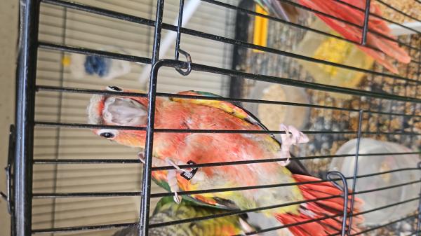 קוניורים האכלת יד ברמה גבוהה