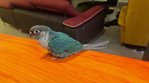 4 גוזלים גרינצ׳קים הורים טורקיז ואננס