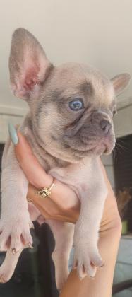 גורת בול צרפתי מהממת בצבע