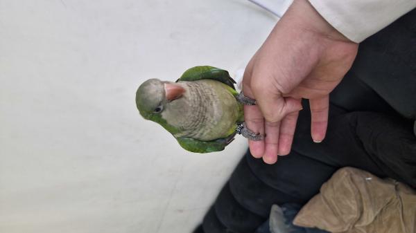 תוכי קווקאר ירוק בן 4