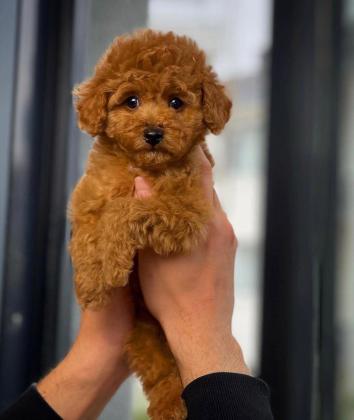 אין רמה כזו!!!