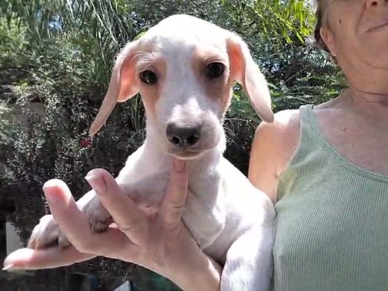 גור ביגל גיזעי בן חודשיים,