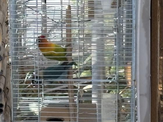 זוג פישרים כולל כלוב ותא הטלה