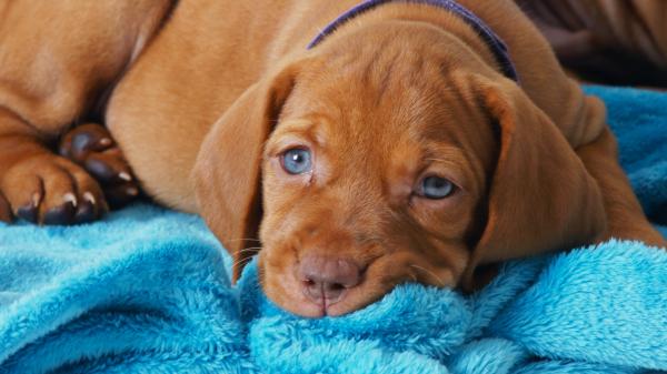 ולדו גורי ויסלה מהממים! מחפשים