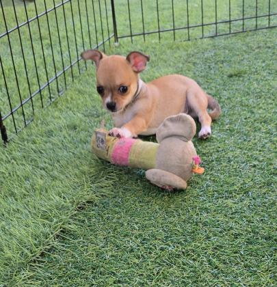 זכר ונקבה ננסיים בני חודשייםמהממים