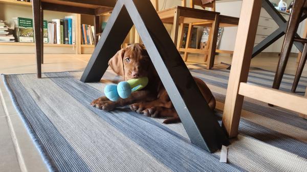 ולדו גורי ויסלה מהממים! מחפשים