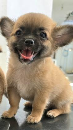 גור ציוואוואה ננסי קטן ארוך