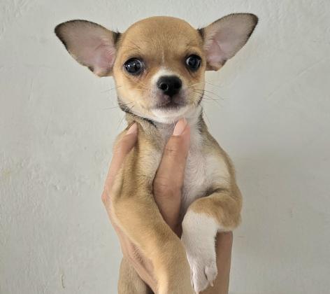 זכר ונקבה ננסיים בני חודשייםמהממים