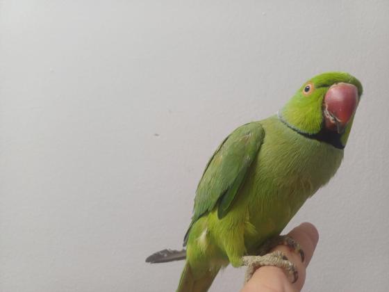 תוכי דררה לא נושך האכלת יד עם כתר בצוואר