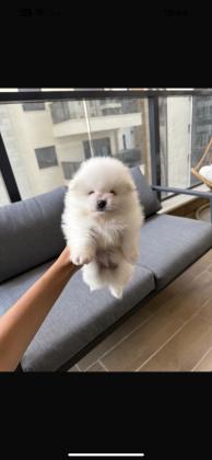 גורי פומרניין דובי זכר ונקבה