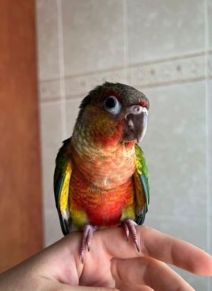 גרינצ'יק אננס יילו סייד משובח