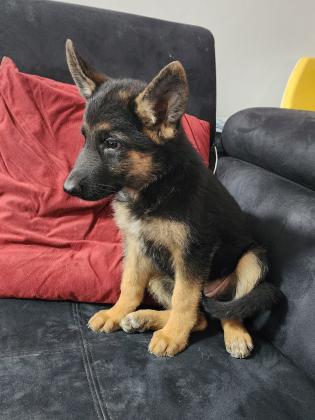 גורה מהממת של רועה גרמני,הורים