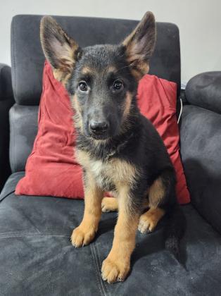 גורה מהממת של רועה גרמני,הורים