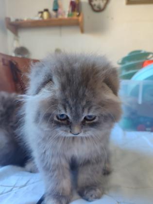 גורי חתולים סקוטים בני חודשיים