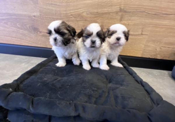 גורי שיצו היפואלרגני המלטה ביתית,