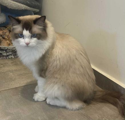 חתול בן שנה ו 3