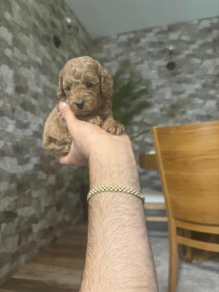 נקבות פודל טוי מושלמות!