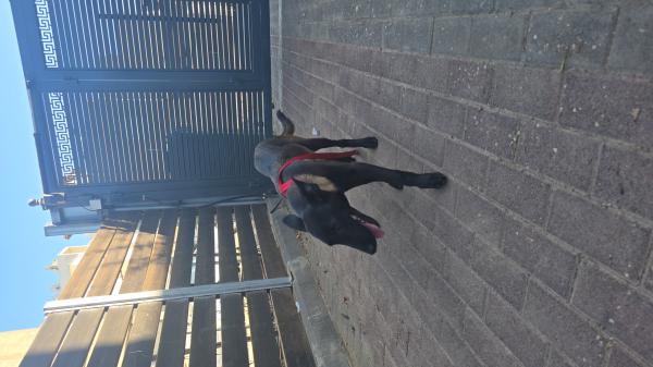 גורה רועה בלגי רמה בינלאומית מסכה שחורה