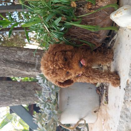 גורי פודל בני חודשיים לאחר חיסון