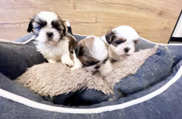 גורי שיצו היפואלרגני המלטה ביתית,