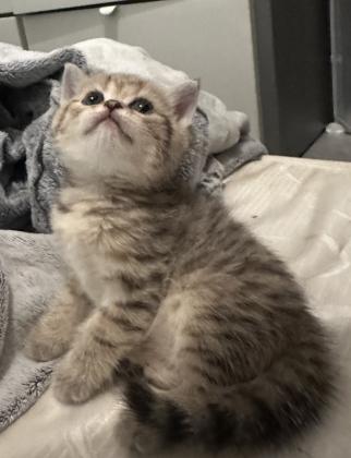 גורי בריטי חמודים ומתוקים מאוד