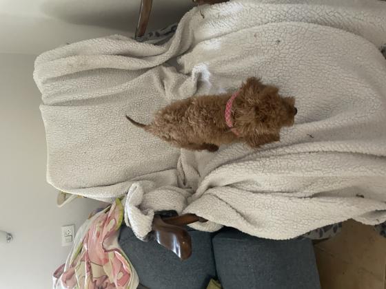 גרורה מדהימה בת ארבעה חודשים