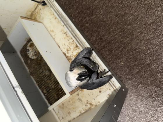 בן שלוש חודשים ההורים אצלי