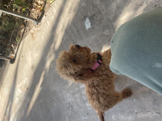 גרורה מדהימה בת ארבעה חודשים