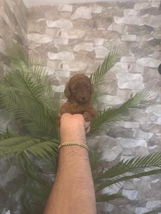 נקבות פודל טוי מושלמות!