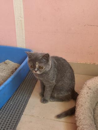 2 גורות בריטי בגיל 5 חודש