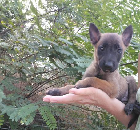 רועה בלגי, בני חודש וחצי,