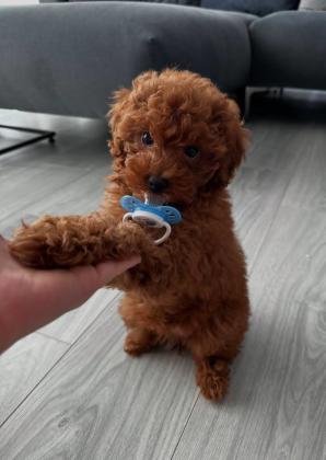 גורי פודל מהמשפחה הכי חמה