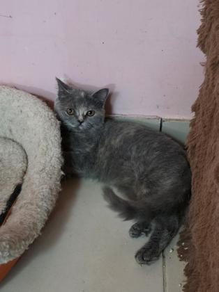 2 גורות בריטי בגיל 5 חודש