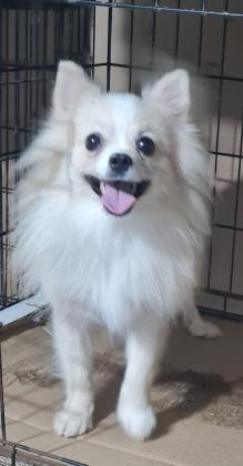 כלבת פומרניאן בגוונים בז ולבן,