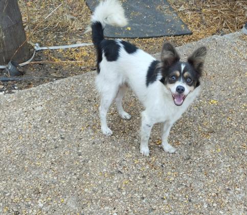 שועלי מניטורי,בן שבעה חודשים, הכי